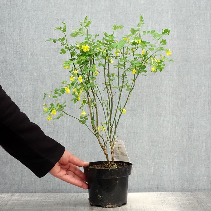 Hippocrepis emerus 1L/1.5L pot sample as delivered in spring