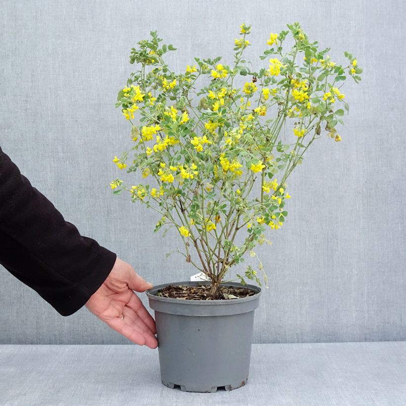 Coronilla valentina subsp. glauca Citrina 3L/4L pot sample as delivered in spring