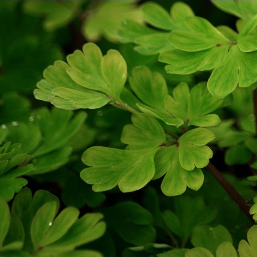 Corydalis flexuosa (Foliage)