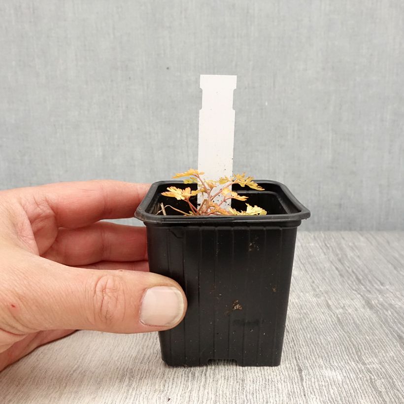 Corydalis Berry Exciting - Hybrid Corydalis 8/9 cm pot sample as delivered in spring