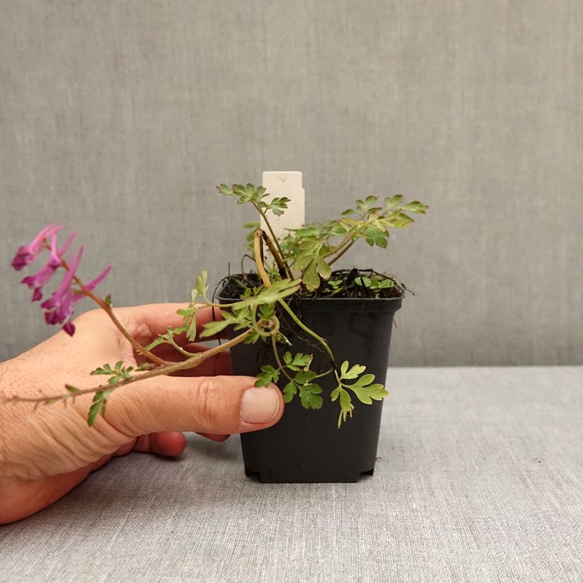 Corydalis Blackberry Wine - Hybrid Corydalis 8/9 cm pot sample as delivered in autumn