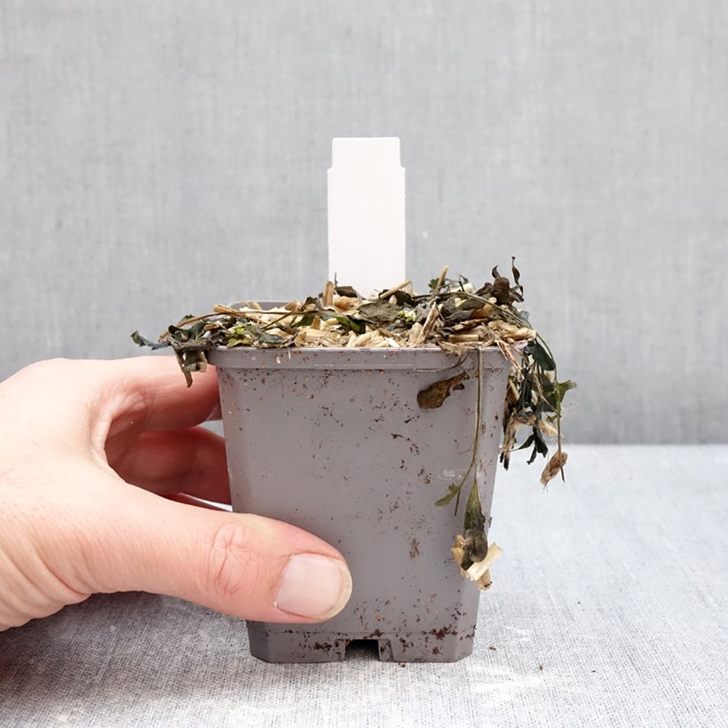 Corydalis curviflora Blue Heron 8/9 cm pot sample as delivered in winter