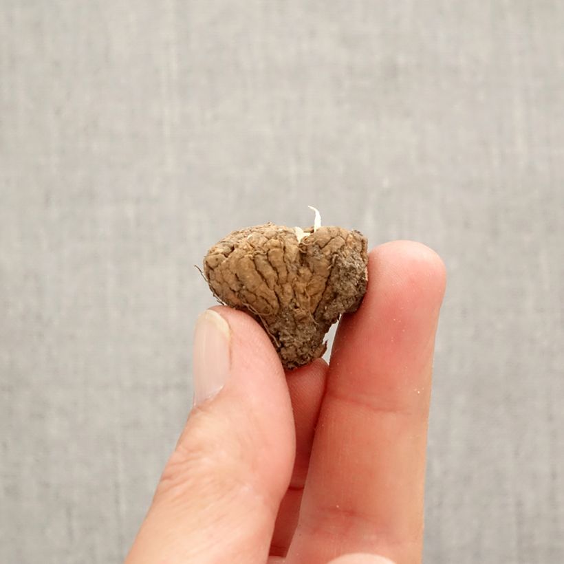 Corydalis solida Firebird Bulb size I sample as delivered in spring