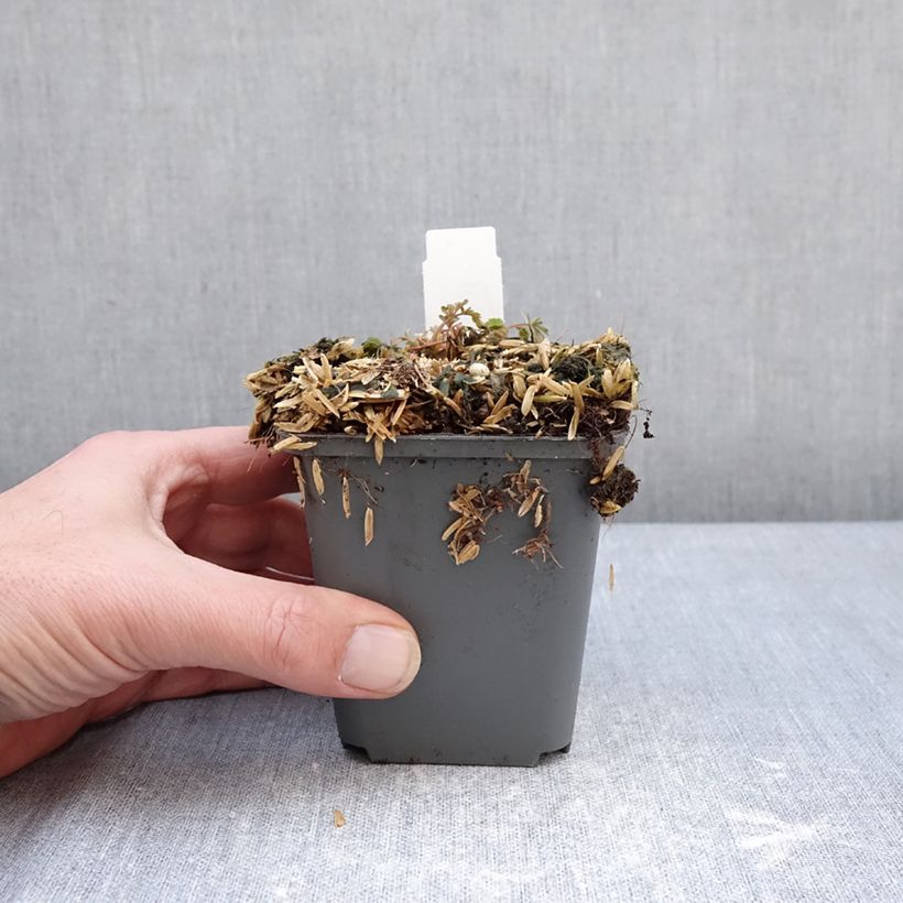 Corydalis flexuosa Blue Panda 8/9 cm pot sample as delivered in winter