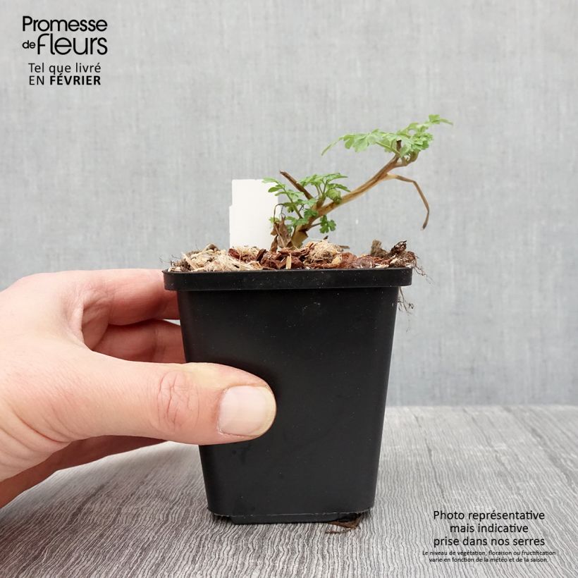 Corydalis lutea 8/9 cm pot sample as delivered in winter