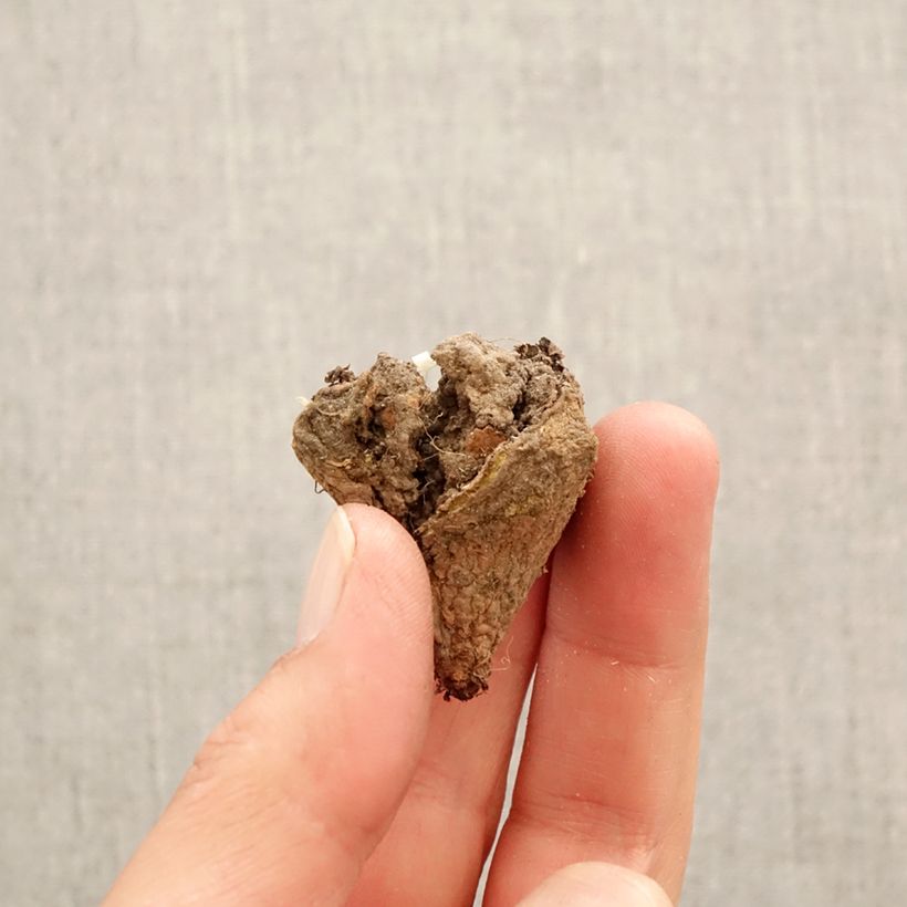 Corydalis pumila Bulb size I sample as delivered in spring