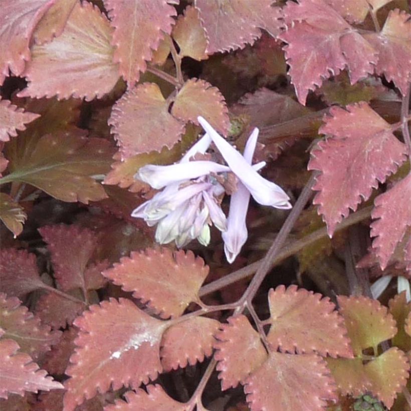 Corydalis colquantmeyeriana Chocolate Stars (Flowering)