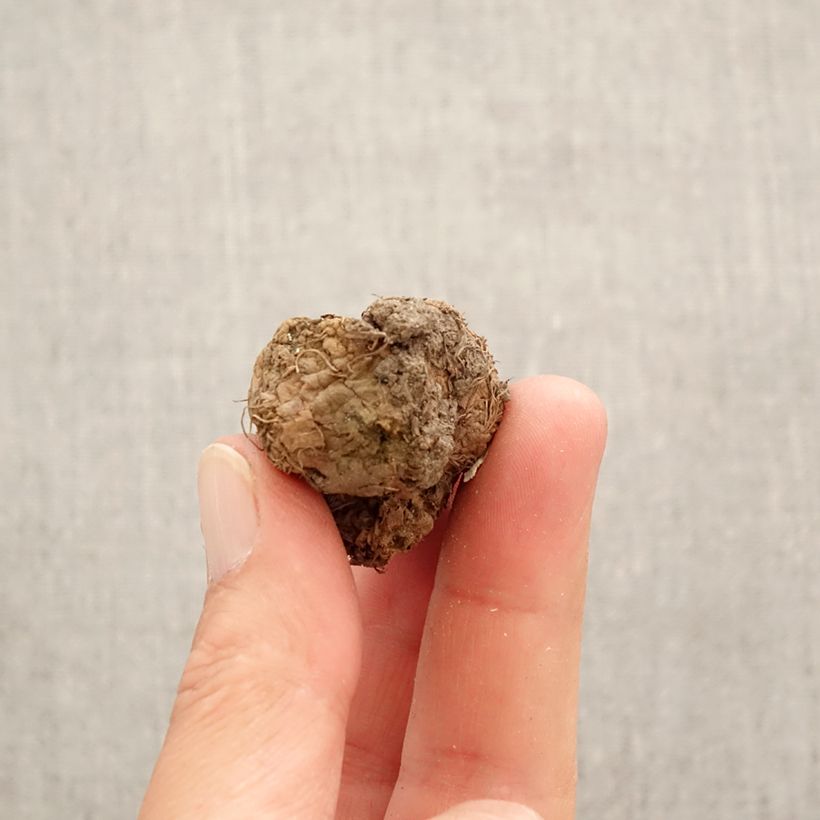 Corydalis solida Rainbow Mix Bulb size I sample as delivered in spring