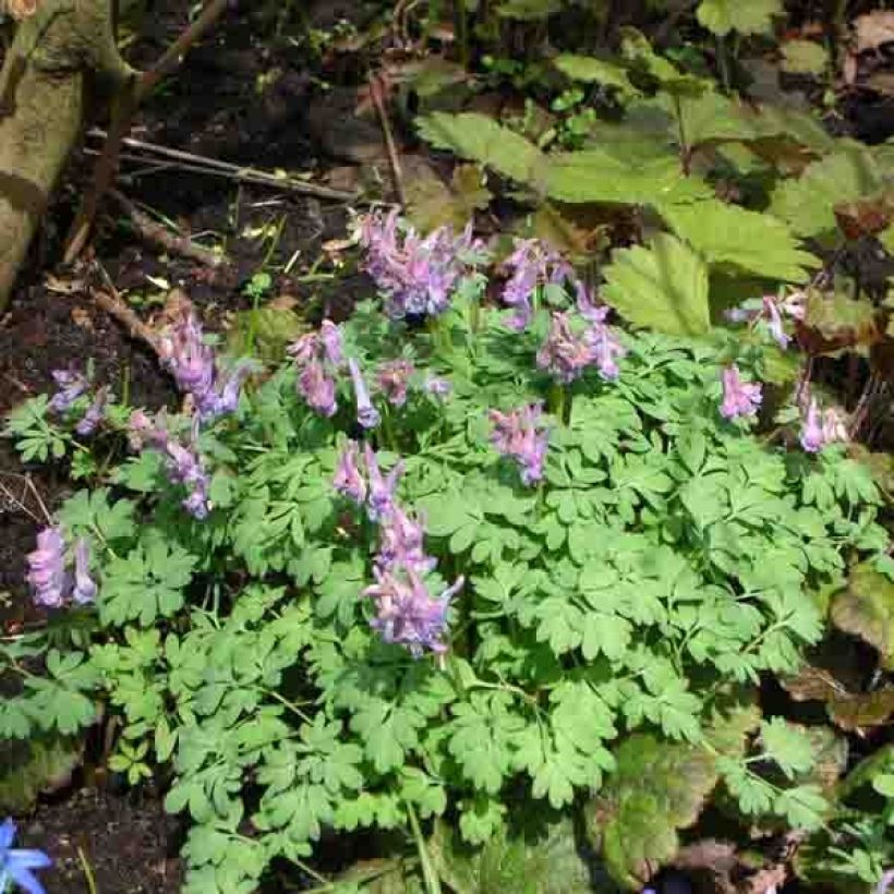 Corydalis solida (Plant habit)