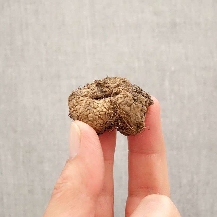 Corydalis solida G.P. Baker Bulb size I sample as delivered in spring