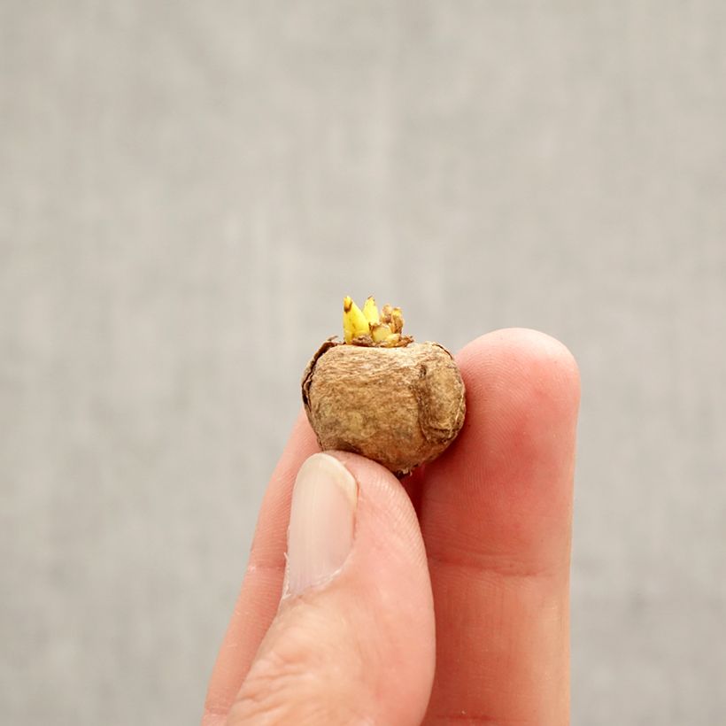 Corydalis solida Purple Bird Bulb size 5+ sample as delivered in spring