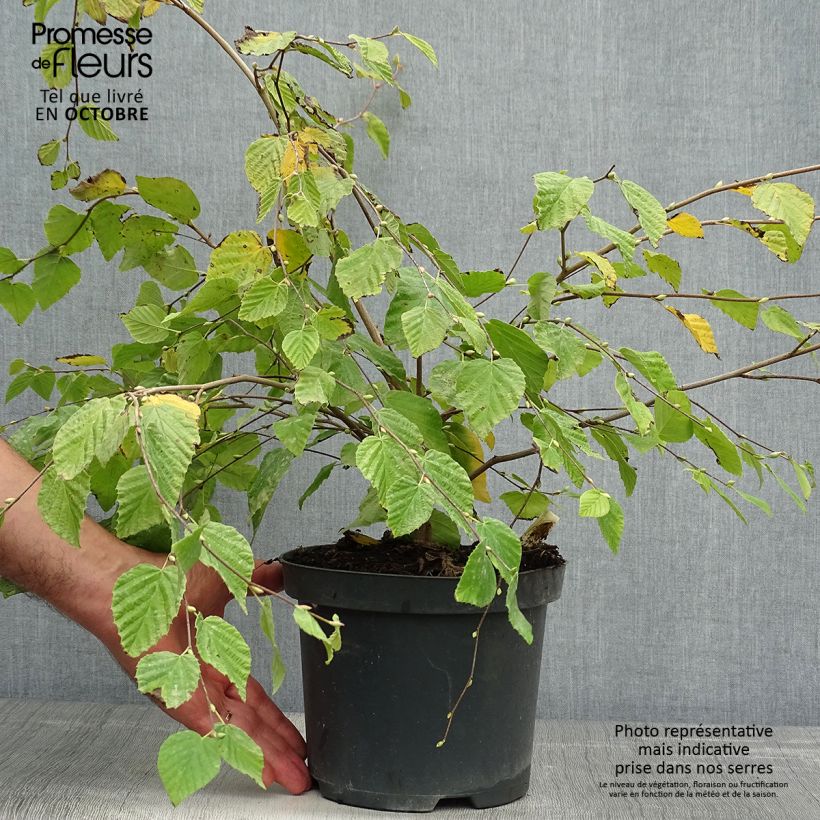 Corylopsis pauciflora 2L/3L pot sample as delivered in autumn
