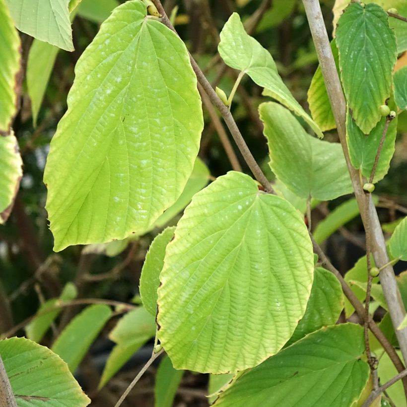 Corylopsis sinensis var. sinensis - Chinese winter hazel (Foliage)