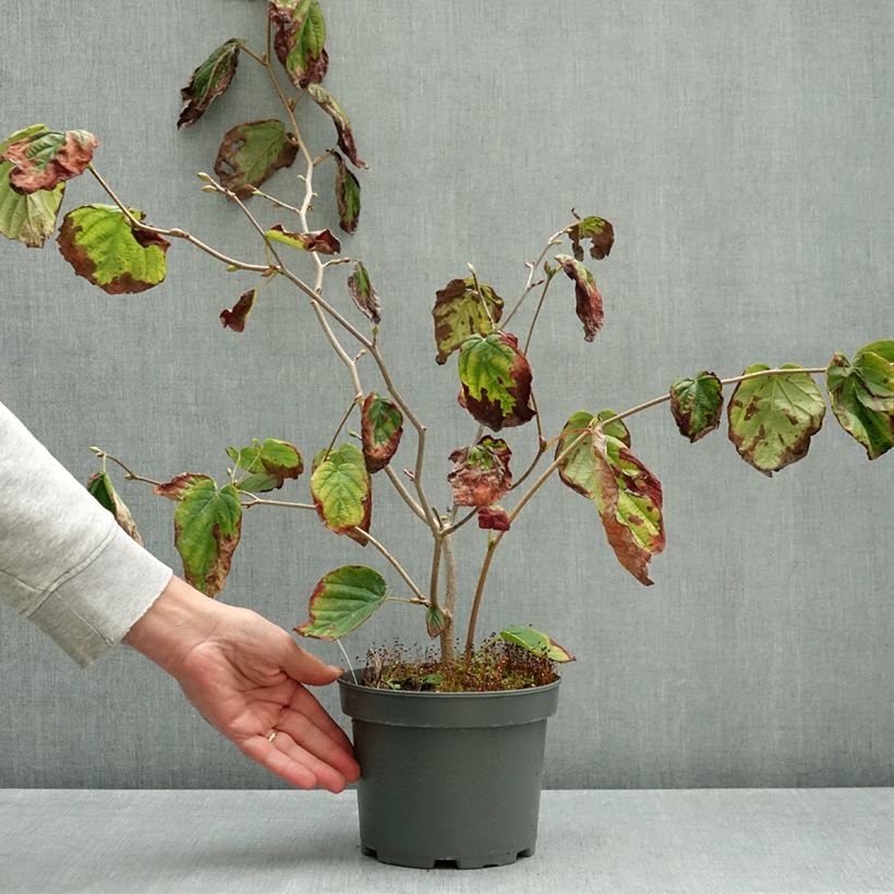 Corylopsis spicata 2L/3L pot sample as delivered in autumn