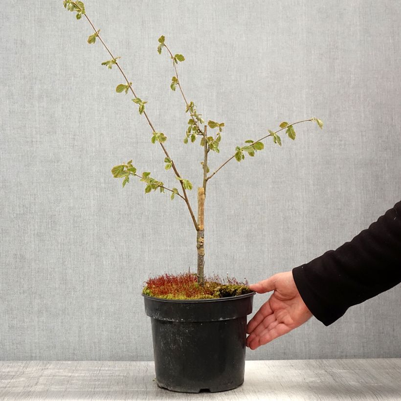 Corylus avellana Agnieszka - Common Hazel 4L/5L pot sample as delivered in spring