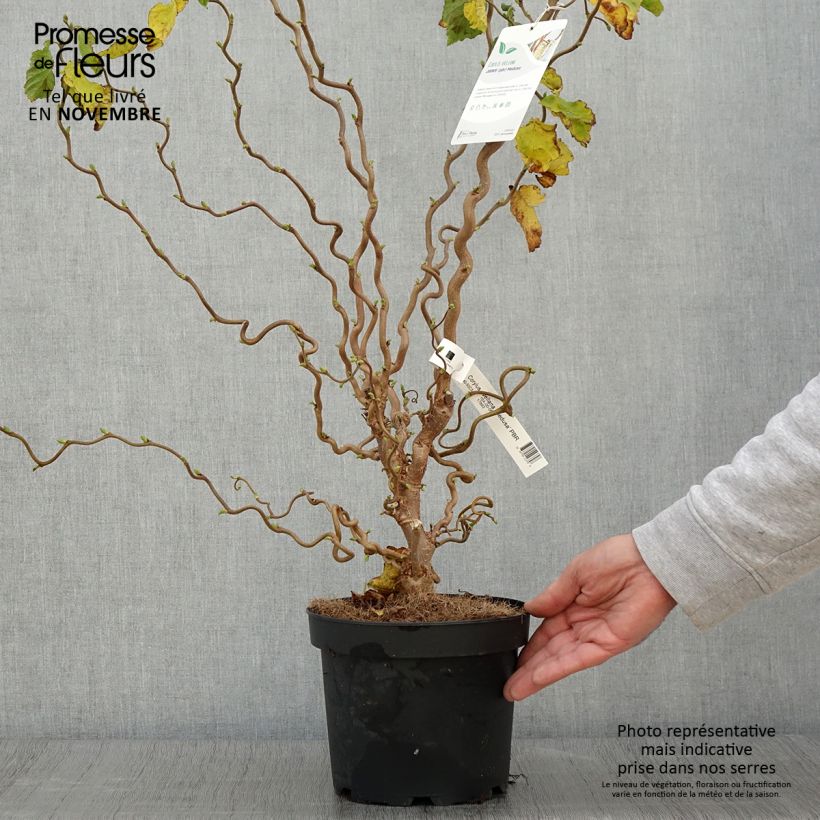 Corylus avellana Medusa - Common Hazel 3L/4L pot sample as delivered in autumn