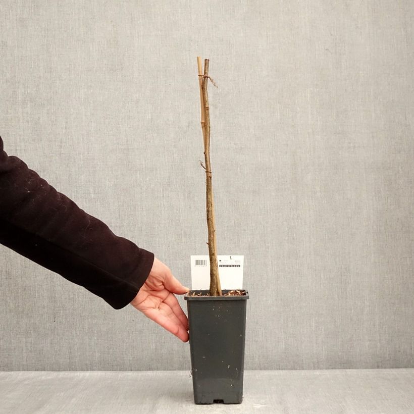 Corylus avellana Rode Zellernoot - Common Hazel 1.5L/2L pot sample as delivered in winter