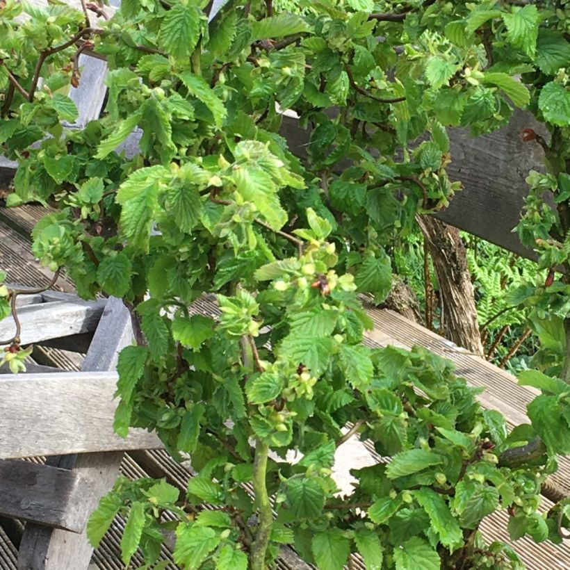 Corylus avellana Scooter - Common Hazel (Foliage)
