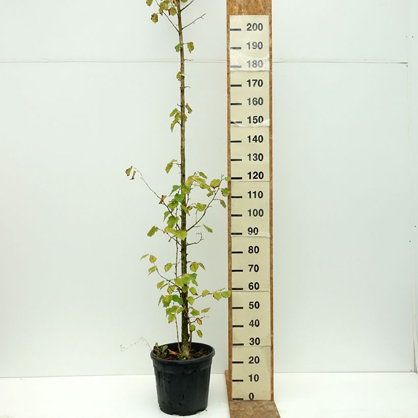 Corylus colurna - Turkish Hazel 7.5L/10L pot sample as delivered in summer