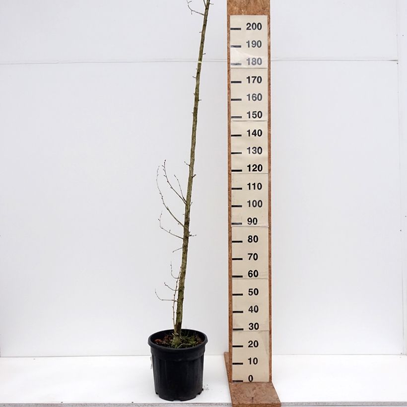 Corylus colurna - Turkish Hazel 7.5L/10L pot sample as delivered in winter