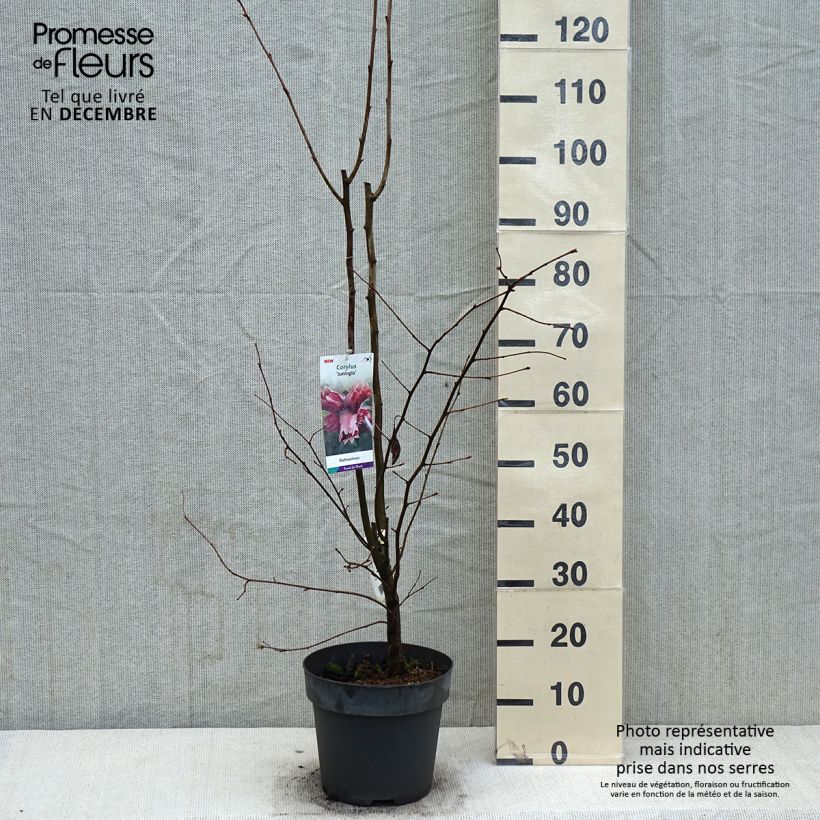 Corylus maxima Juningia - Red Filbert 4L/5L pot sample as delivered in winter