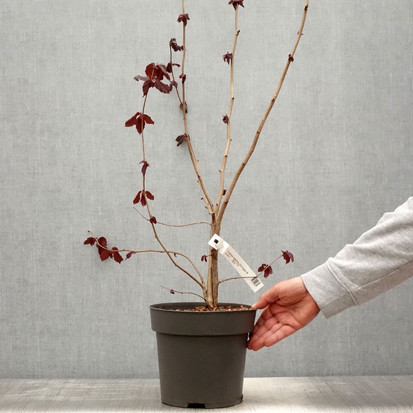 Corylus maxima Juningia - Red Filbert 4L/5L pot sample as delivered in spring