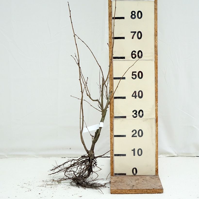 Corylus maxima Purpurea - Red Filbert Bare root sample as delivered in winter