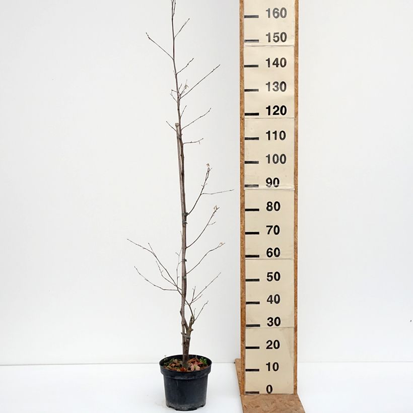 Corylus sieboldiana - Asian Hazel 4L/5L pot sample as delivered in autumn
