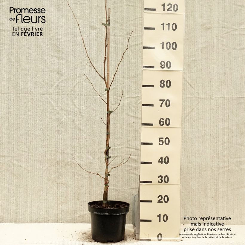 Corylus sieboldiana - Asian Hazel 4L/5L pot sample as delivered in winter