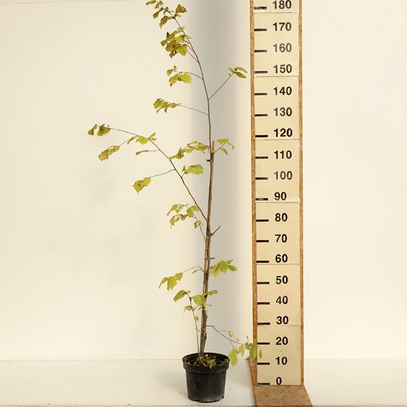 Corylus sieboldiana - Asian Hazel 4L/5L pot sample as delivered in summer