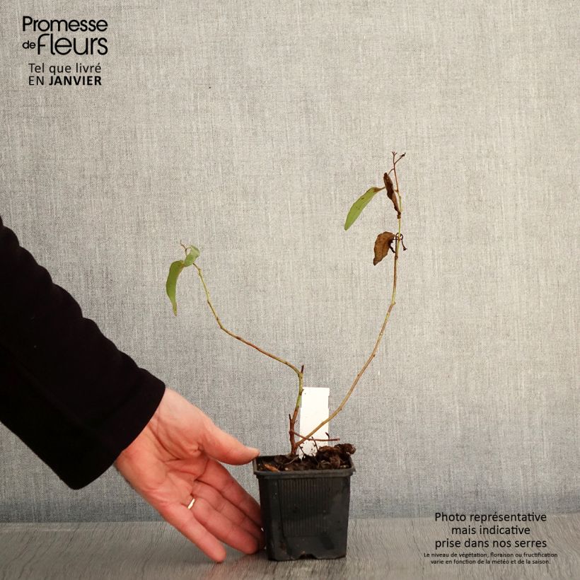 Eucalyptus citriodora 8/9 cm pot sample as delivered in winter