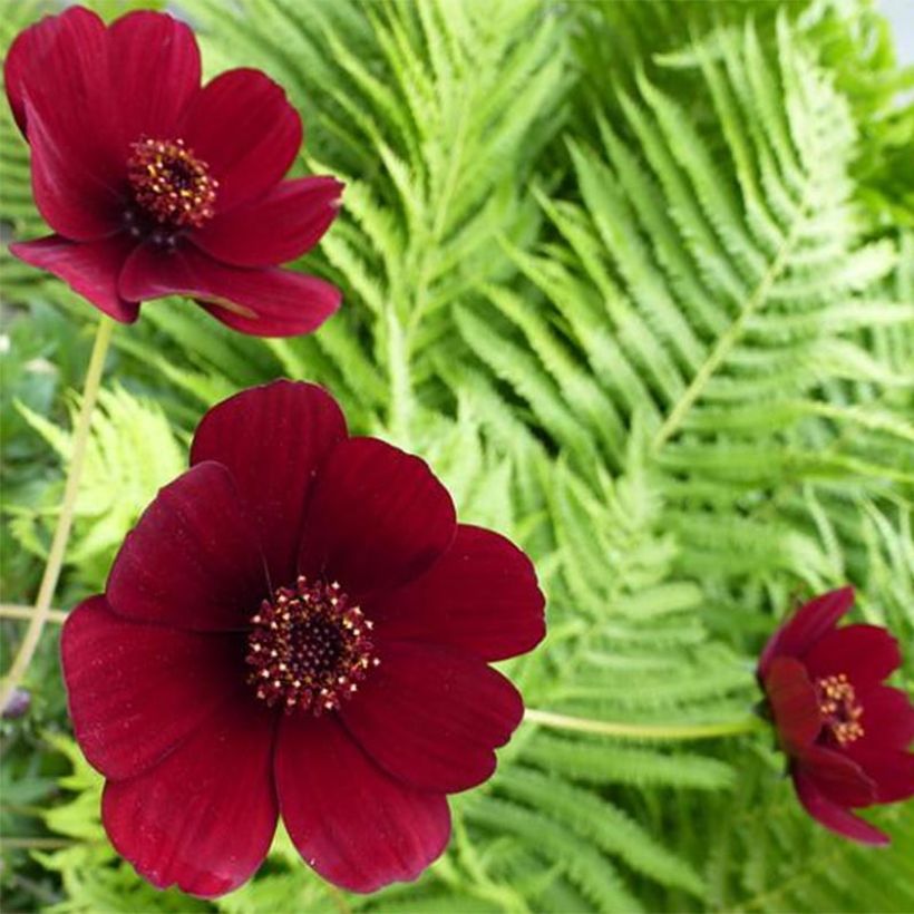 Cosmos atrosanguineus (Flowering)
