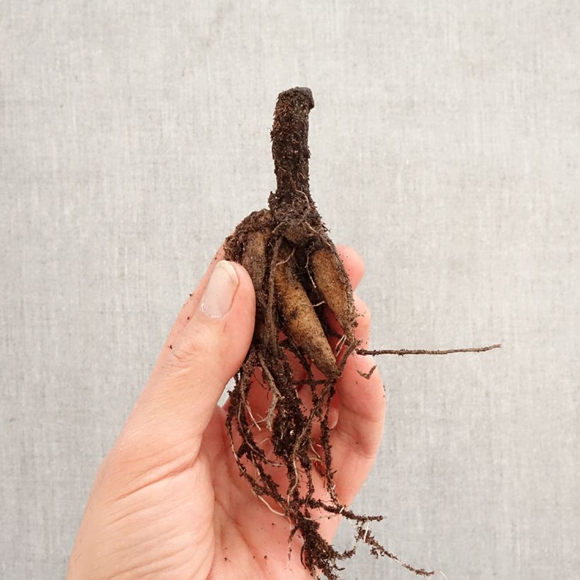 Cosmos atrosanguineus  Bulb size I sample as delivered in spring