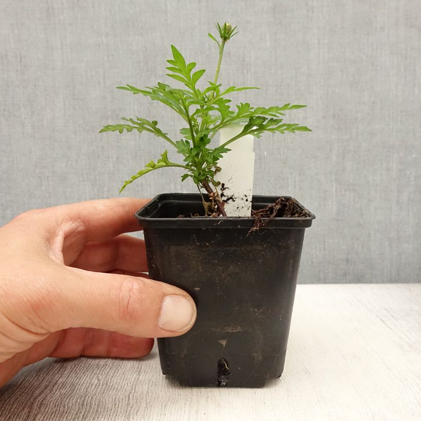 Cosmos sulphureus Mandarin 8/9 cm pot sample as delivered in spring