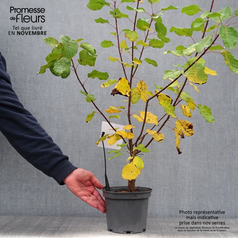 Cotinus coggygria - Smoke Bush 3L/4L pot sample as delivered in autumn