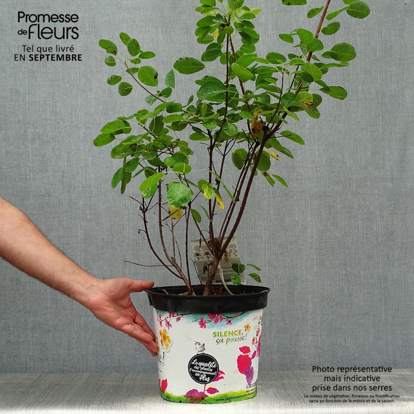 Cotinus coggygria Golden Lady - Smoke Bush 7.5L/10L pot sample as delivered in autumn