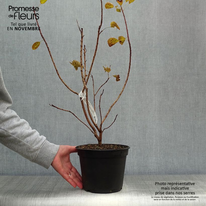 Cotinus coggygria Golden Lady - Smoke Bush 3L/4L pot sample as delivered in autumn