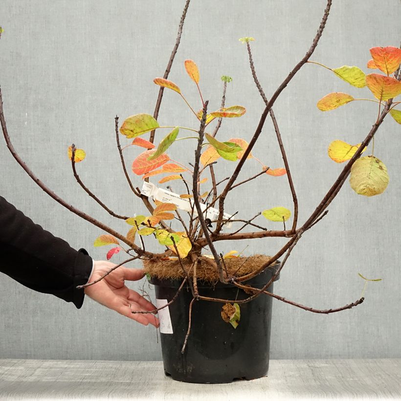 Cotinus coggygria Golden Spirit - Smoke Bush 7.5L/10L pot sample as delivered in autumn