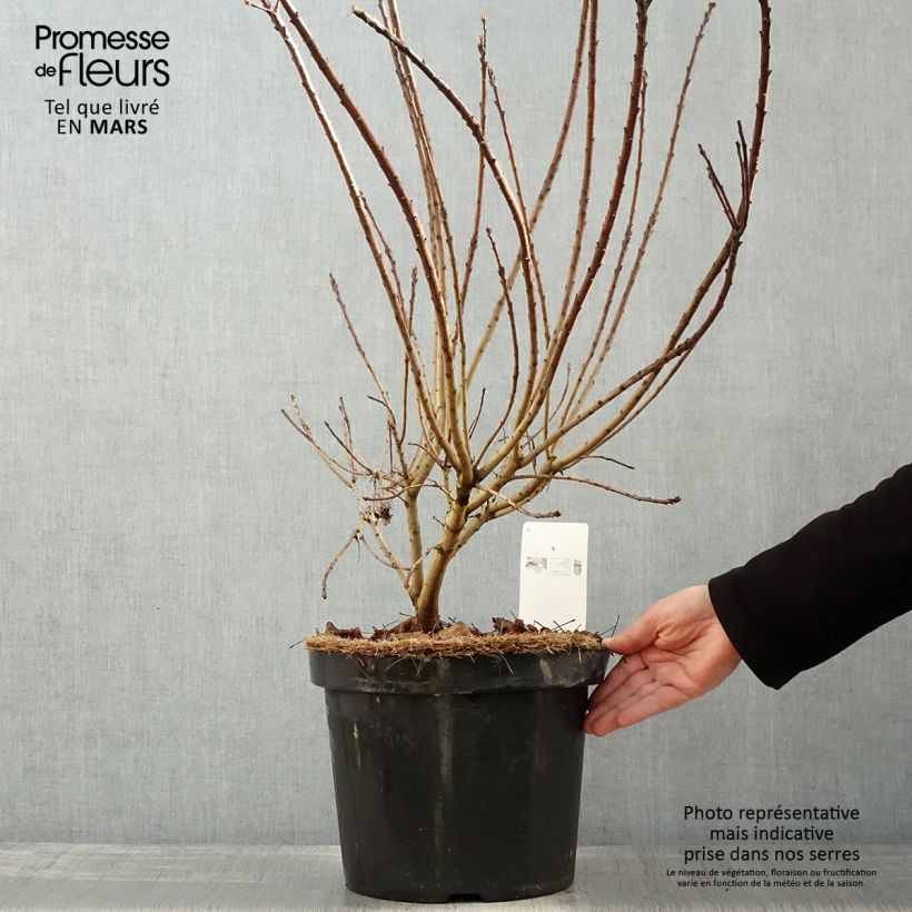 Cotinus coggygria Golden Spirit - Smoke Bush 7.5L/10L pot sample as delivered in spring