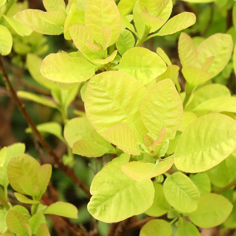 Cotinus coggygria Lemon Lady - Smoke Bush (Foliage)