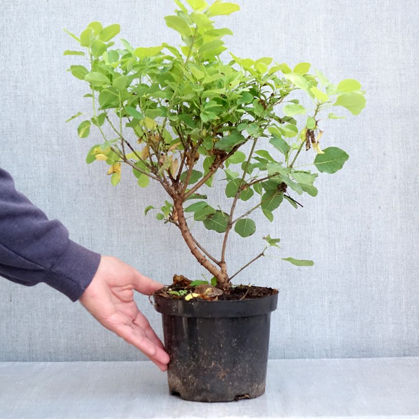 Cotinus coggygria Lemon Lady - Smoke Bush 2L/3L pot sample as delivered in autumn