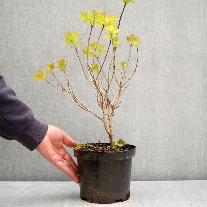 Cotinus coggygria Lemon Lady - Smoke Bush 2L/3L pot sample as delivered in spring