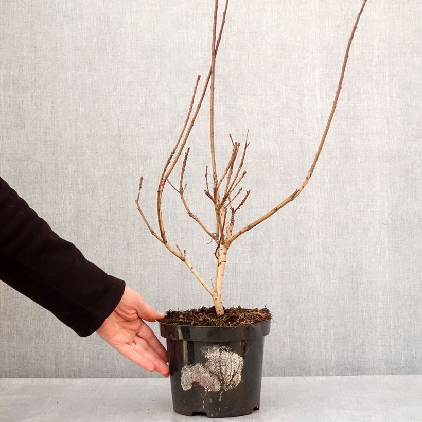 Cotinus coggygria Lemon Lady - Smoke Bush 2L/3L pot sample as delivered in winter