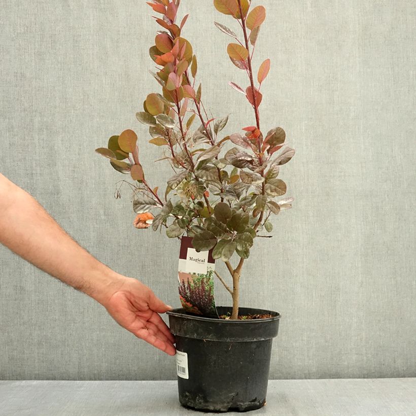 Cotinus coggygria Magical Purple - Smoke Bush 4L/5L pot sample as delivered in summer