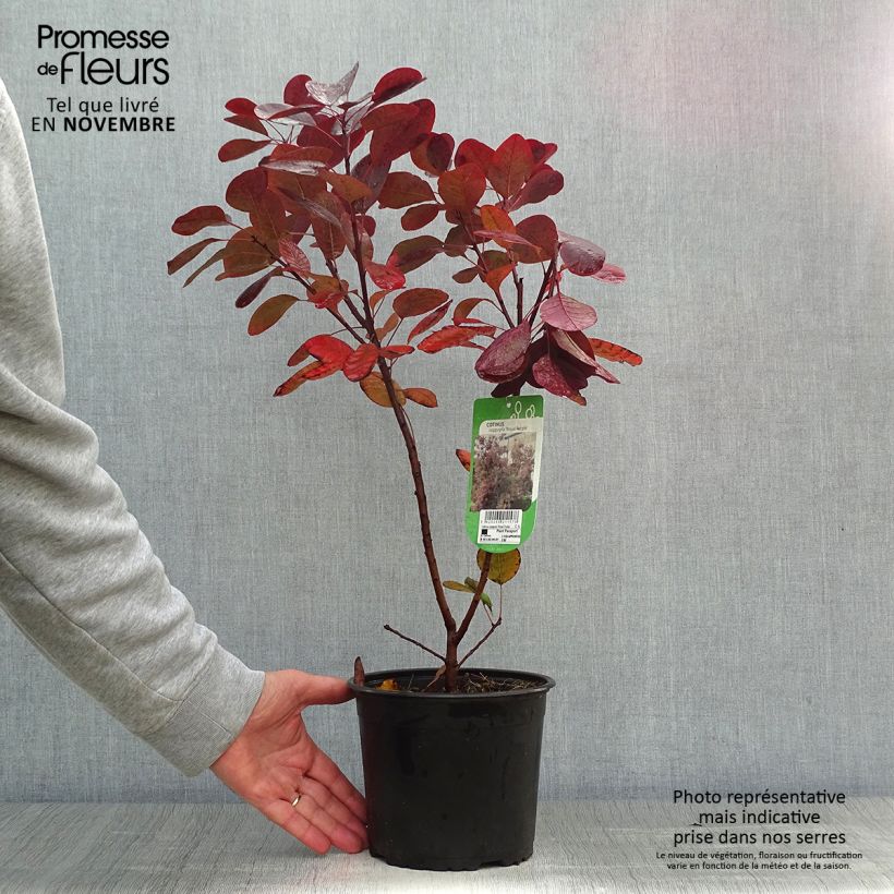 Cotinus coggygria Royal Purple - Smoke Bush 2L/3L pot sample as delivered in autumn