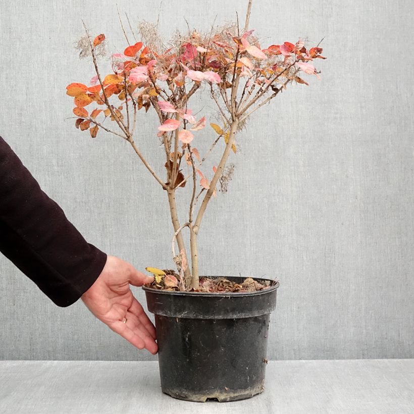 Cotinus coggygria Royal Purple - Smoke Bush 4L/5L pot sample as delivered in autumn