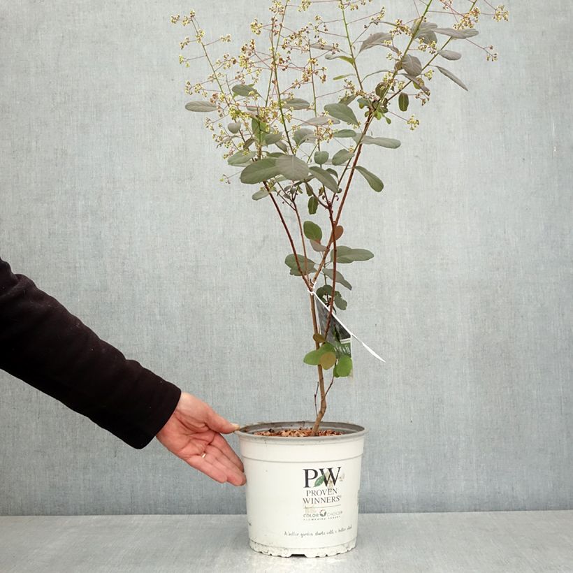 Cotinus coggygria Winecraft Black - Smoke Bush 3L/4L pot sample as delivered in spring