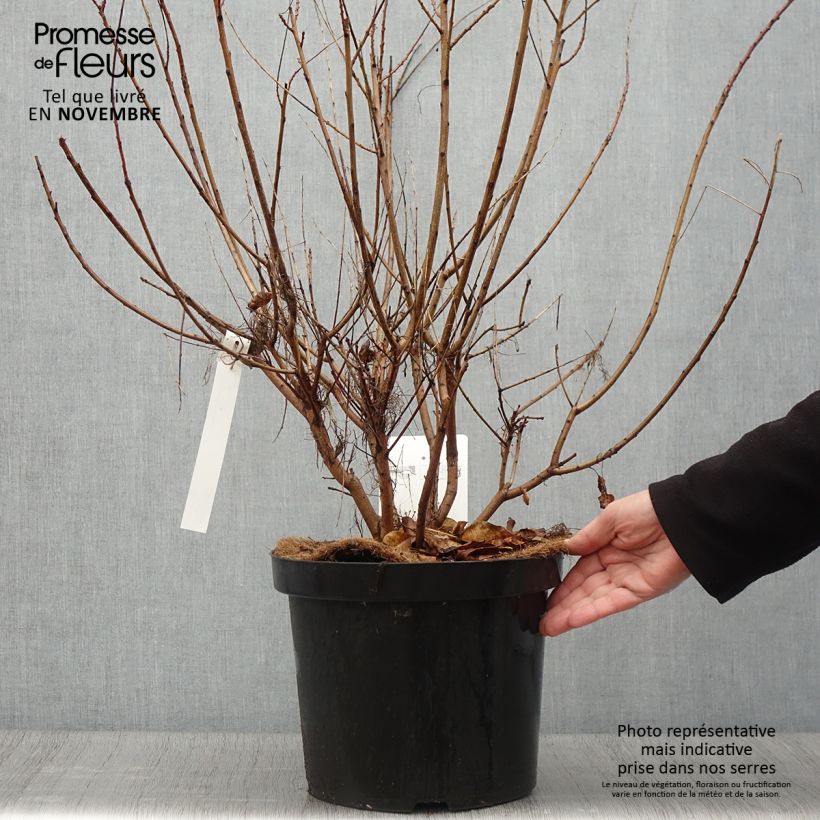 Cotinus coggygria Young Lady - Smoke Bush 6L/7L pot sample as delivered in autumn