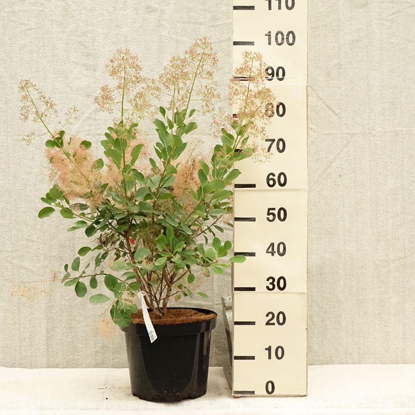 Cotinus coggygria Young Lady - Smoke Bush 6L/7L pot sample as delivered in summer