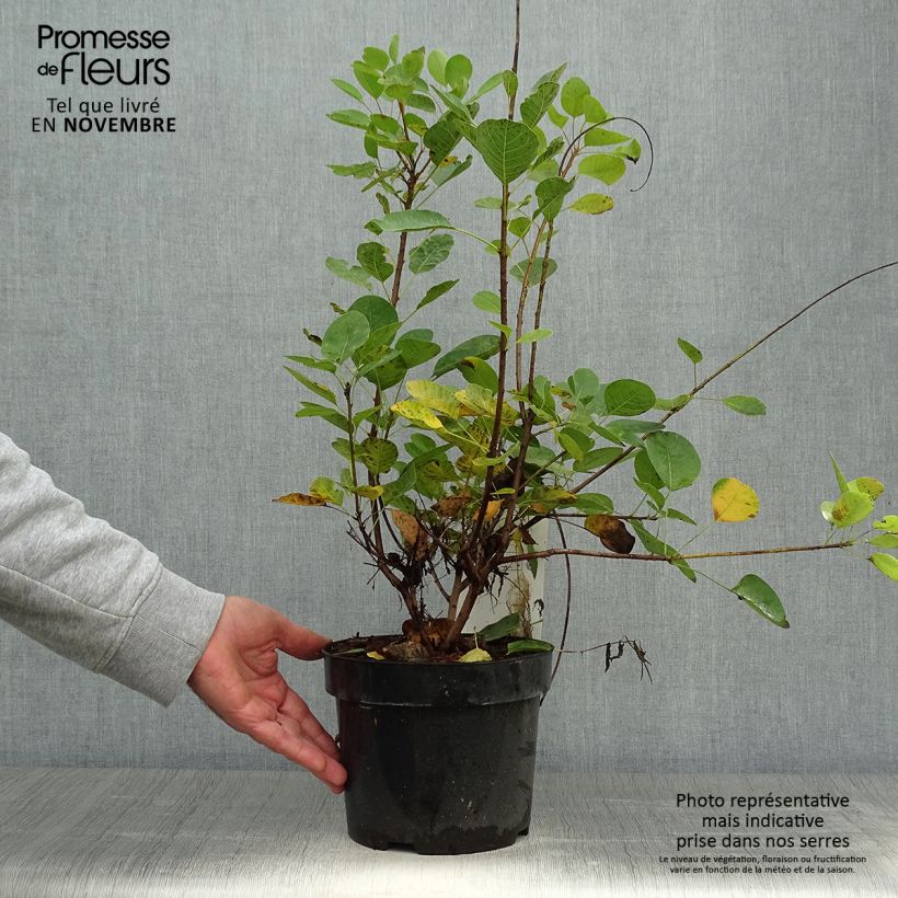 Cotinus coggygria Young Lady - Smoke Bush 2L/3L pot sample as delivered in autumn